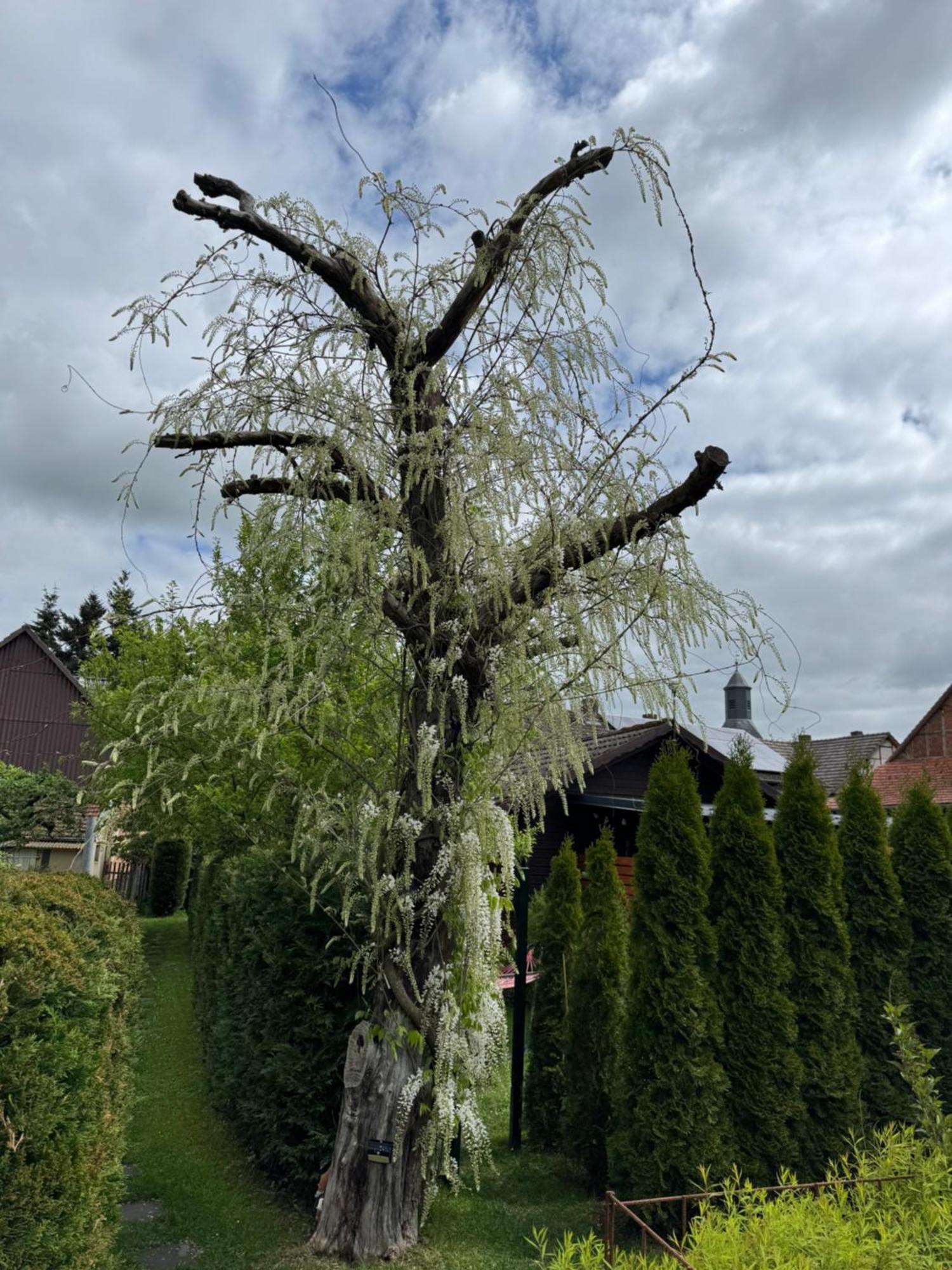 Ferienwohnung Am See Dillich - Ruhige Lage - Eigener Garten - Direkt Neben Einem Natursee Borken  Exterior photo